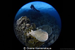 Marbled electric ray by Oxana Kamenskaya 
